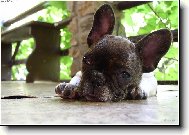 Bouledogue francais, French Bulldog