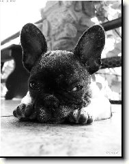 Bouledogue francais, French Bulldog