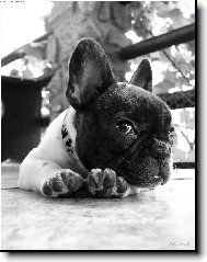 Bouledogue francais, French Bulldog