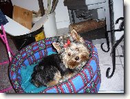 Jorkšírský terier, Yorkshire Terrier,