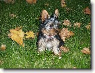 Jorkšírský terier, Yorkshire Terrier,