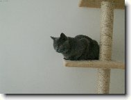 Blue-point cat