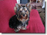 Jorkšírský terier, Yorkshire Terrier,