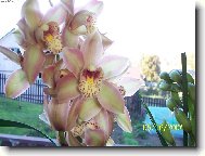 Cymbidium orchid