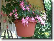 Fuchsia