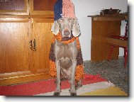 Weimaraner, Weimaraner Vorsterhund