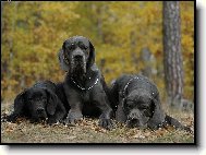 Deutsche Dogge