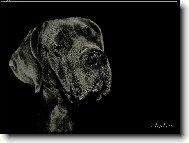 Deutsche Dogge
