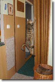 Savannah of Bengal Cats