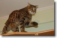 Savannah of Bengal Cats