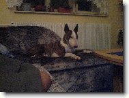 Bull Terrier