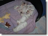 Bichon á poil frisé, Bichon Frise