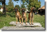 Deutsche Dogge