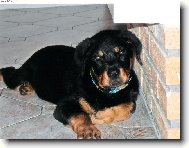 Rottweiler