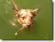 Jorkšírský terier, Yorkshire Terrier,