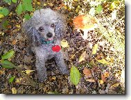 Poodle, Caniche
