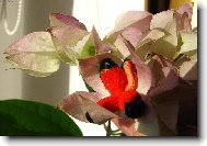 Blahoke, klerodendrum