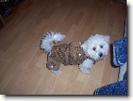 Bichon á poil frisé, Bichon Frise