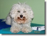 Bichon á poil frisé, Bichon Frise