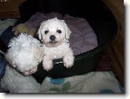 Bichon á poil frisé, Bichon Frise