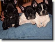 Bouledogue francais, French Bulldog