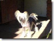 Chinese Crested Dog