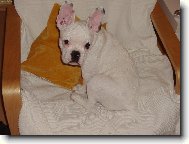 Bouledogue francais, French Bulldog