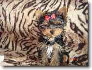Jorkšírský terier, Yorkshire Terrier,
