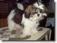 icu, Shih-Tzu