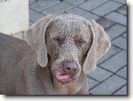 Weimaraner, Weimaraner Vorsterhund