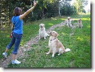 Golden Retriever