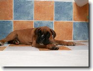 Deutscher Boxer