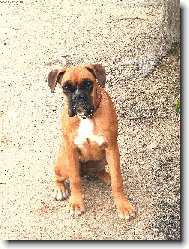 Deutscher Boxer