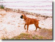 Deutscher Boxer