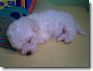 Bichon á poil frisé, Bichon Frise