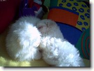 Bichon á poil frisé, Bichon Frise