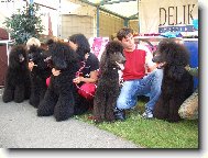 Poodle, Caniche