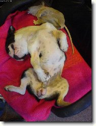 Bouledogue francais, French Bulldog