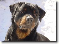 Rottweiler