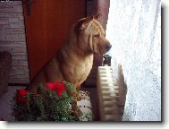 Shar-Pei