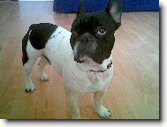 Bouledogue francais, French Bulldog