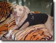 American Staffordshire Terrier