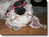 Deutscher Boxer