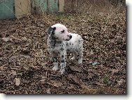 Dalmatinac, Dalmatian