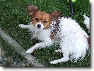 Papillon