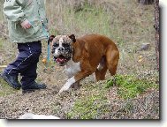 Deutscher Boxer