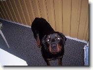 Rottweiler
