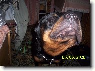 Rottweiler