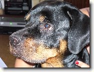 Rottweiler