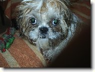 icu, Shih-Tzu